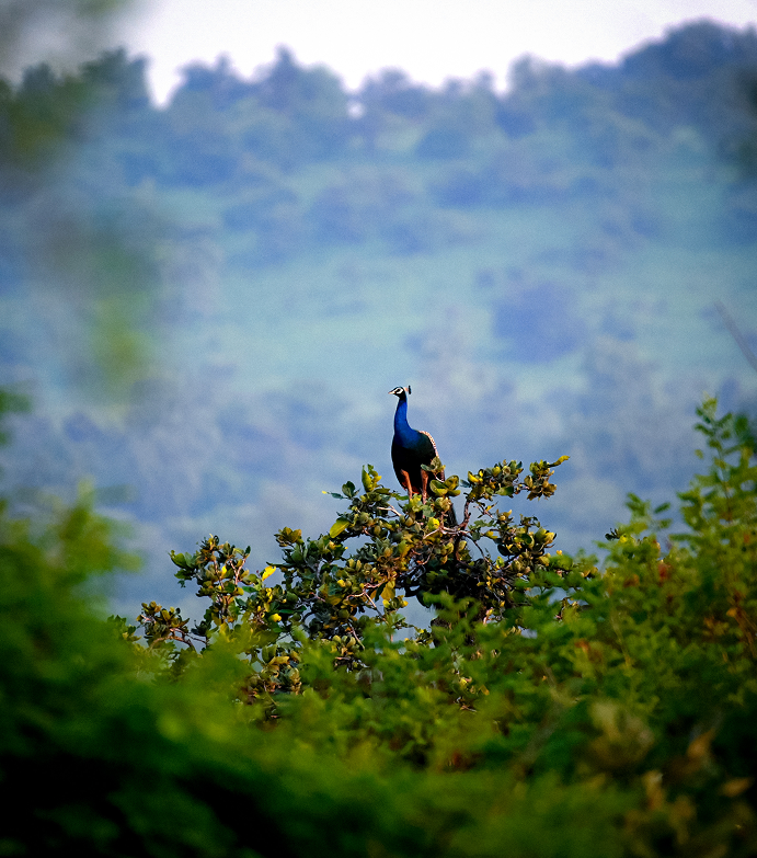 Birdwatcher Paradise Safari