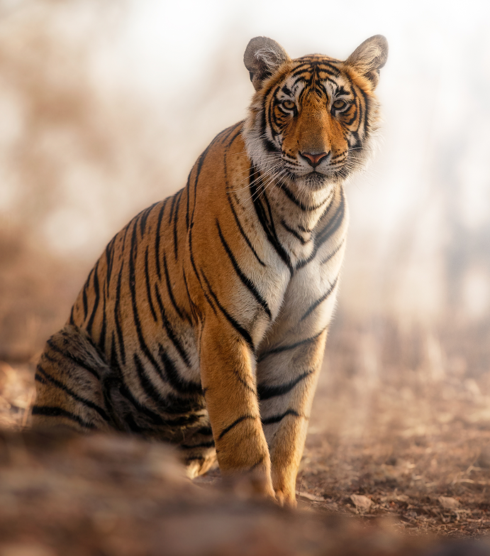 Savanna Nights An African Wildlife Gala