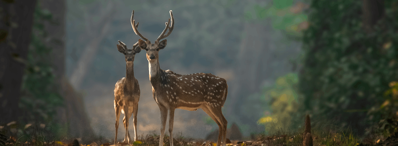Photography Safari Tour