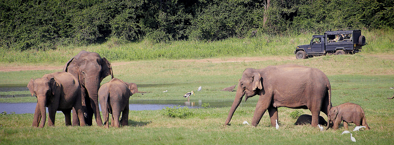 Wildlife Safari Adventure