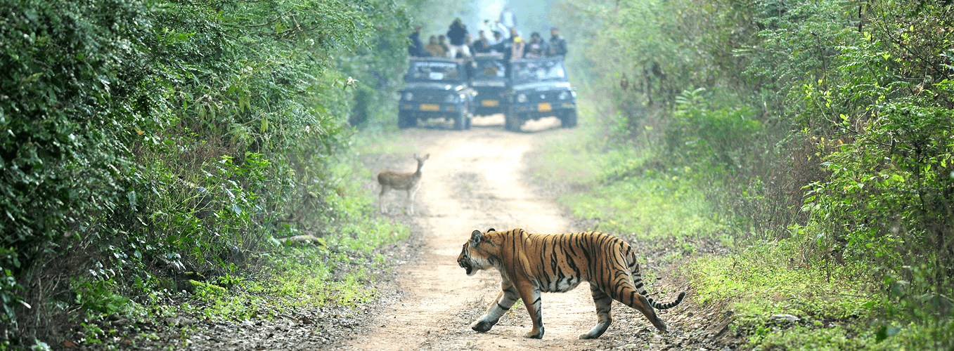 Luxury Jeep Safari