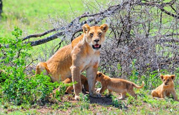 Saadani-National-Park-620x400-1