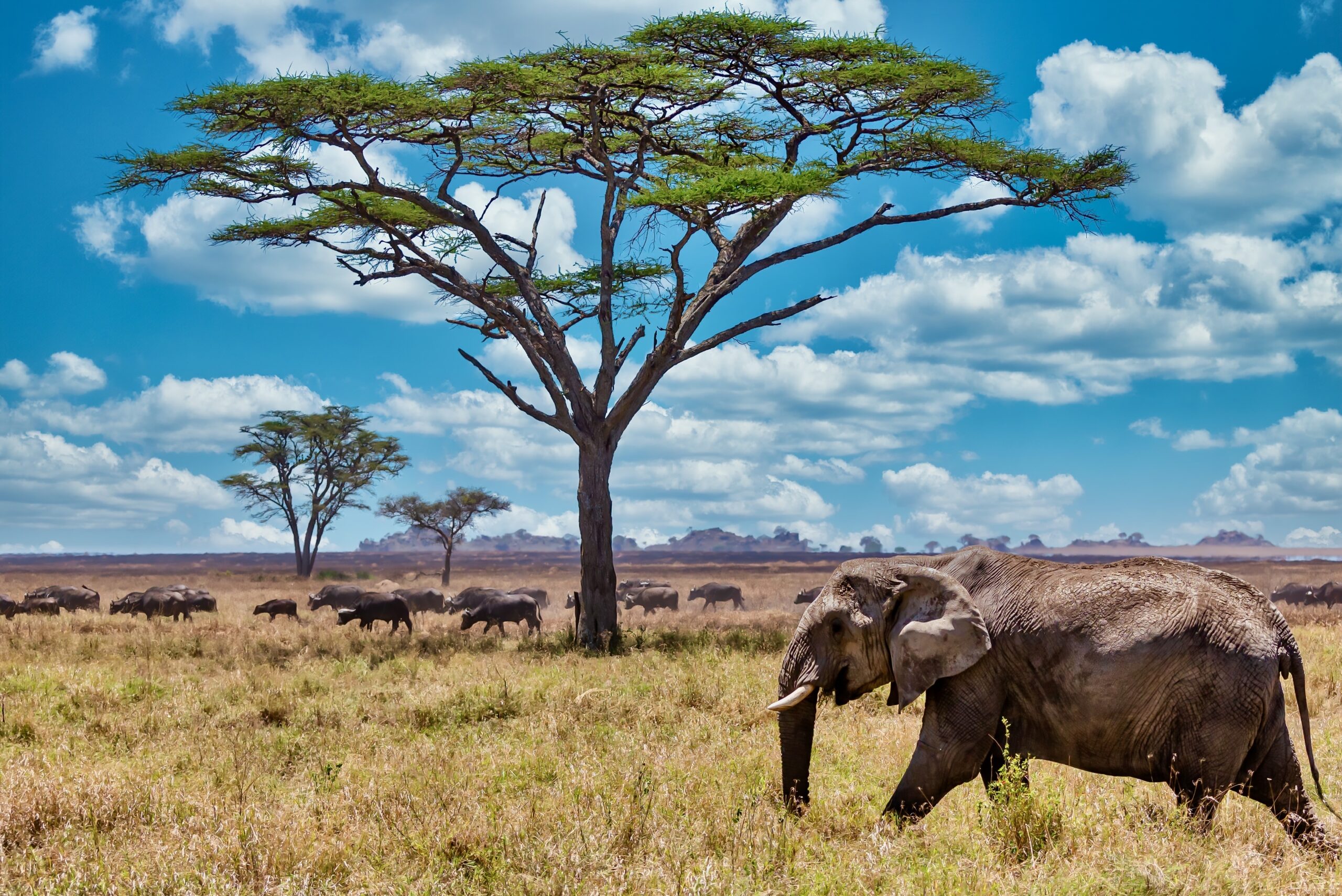 A closeup shot of a cute elephant walking on the dry grass in the wilderness