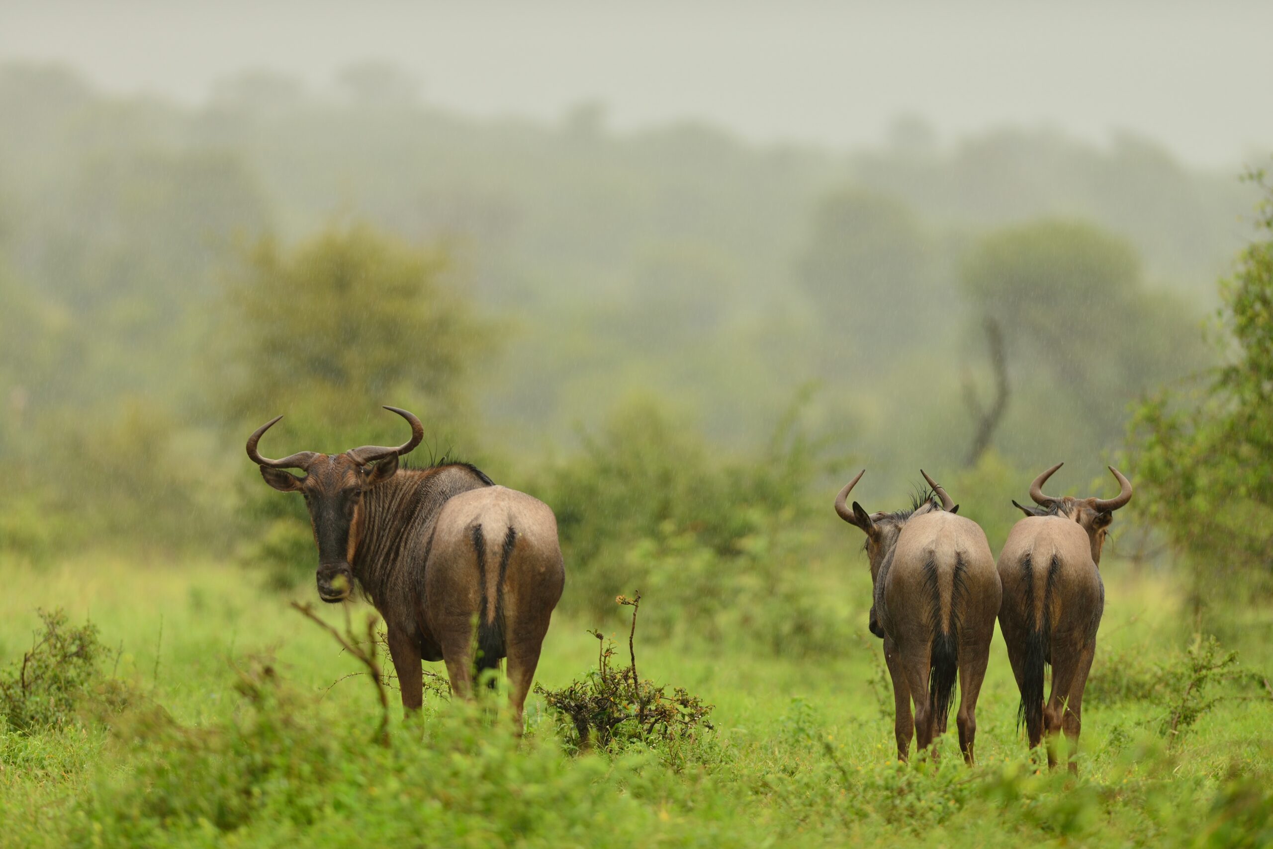 A herd of wildebeest walking away on the grass covered fields in the jungle