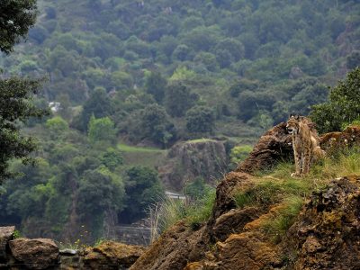 A beautiful shot of a forested landscape in Lince at daytime