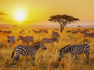beautiful-zebra-wild