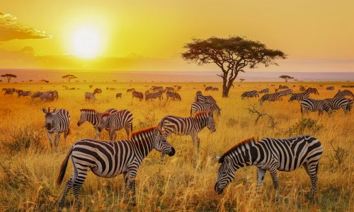 beautiful-zebra-wild