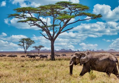 A closeup shot of a cute elephant walking on the dry grass in the wilderness