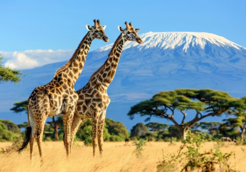 giraffe-wild (3)