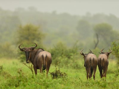 A herd of wildebeest walking away on the grass covered fields in the jungle
