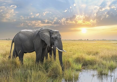 photorealistic-scene-wild-elephant